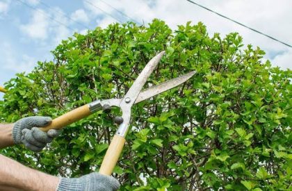 tree prune